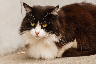 Yeşil gözlü güzel kedi.