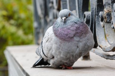 güzel bir güvercin portresi