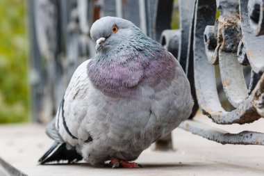 güzel bir güvercin portresi