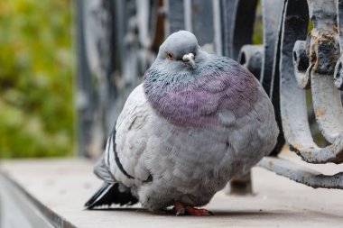 güzel bir güvercin portresi