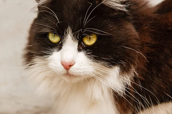 Beautiful cat with green eyes — Stock Photo, Image