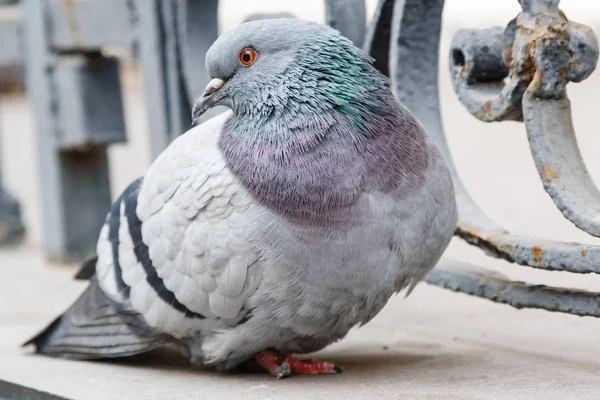 Portréja egy gyönyörű galamb — Stock Fotó