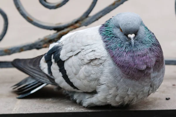 Portrait of a beautiful dove — Stock Photo, Image