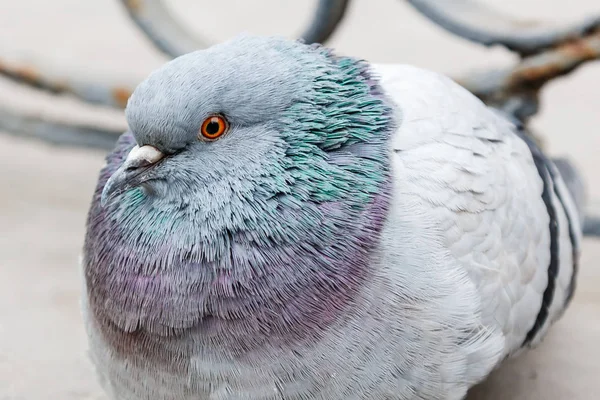 Портрет красивого голубя — стоковое фото
