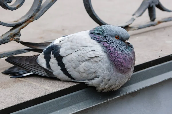 아름 다운 비둘기의 초상화 — 스톡 사진