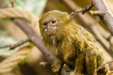 cüce marmoset
