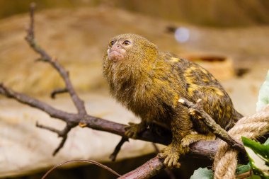 cüce marmoset