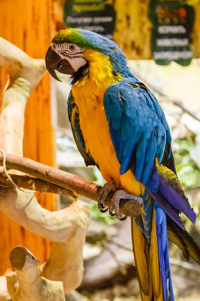 Loros guacamayos sentados en una rama — Foto de Stock