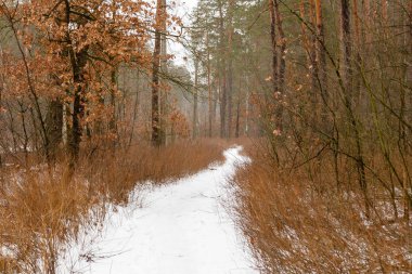 Kış yol bir orman yoluyla karla kaplı