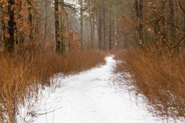 Kış yol bir orman yoluyla karla kaplı