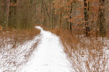 Kış yol bir orman yoluyla karla kaplı