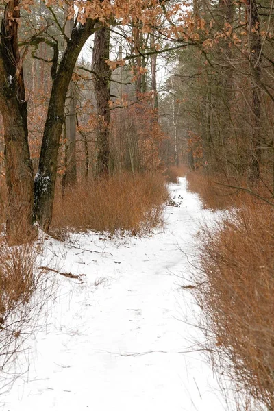 Winterstraße durch einen schneebedeckten Wald — Stockfoto