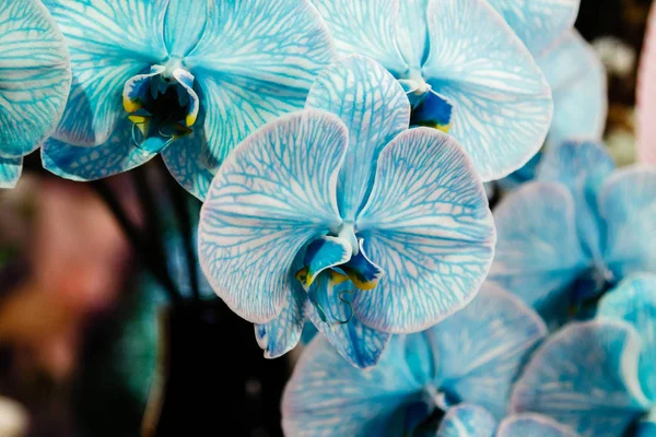 Schöne blaue Orchidee — Stockfoto