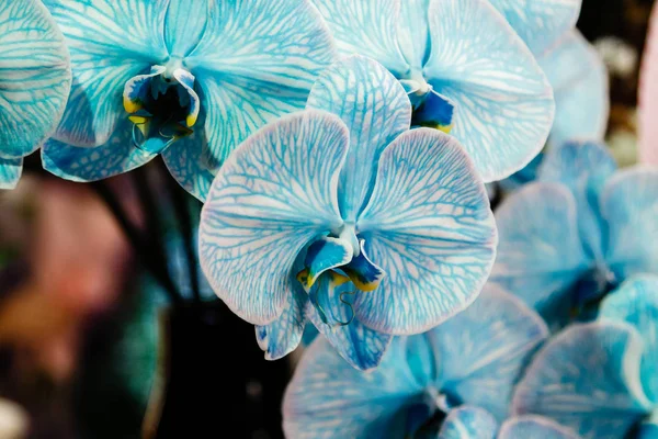 Beautiful blue orchid — Stock Photo, Image