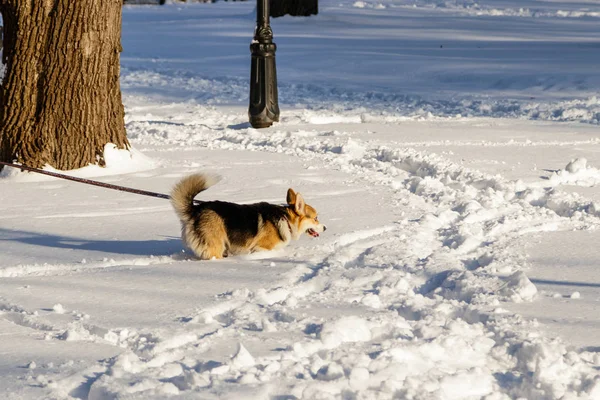 Cane che salta nella neve — Foto Stock