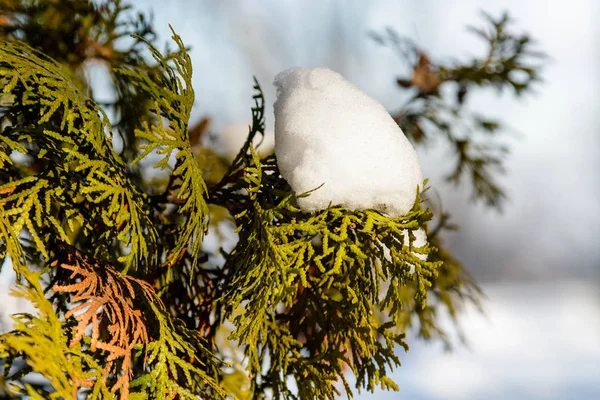Gallyak gallyak a hóban — Stock Fotó