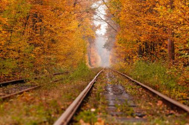 sonbahar orman hangi arasında garip bir tramvay gider 