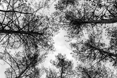 gökyüzüne karşı yüksek ladin