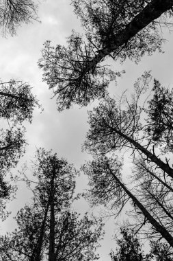 gökyüzüne karşı yüksek ladin