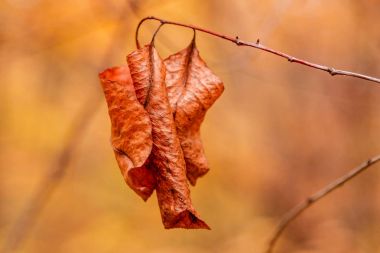 Güzel sonbahar yaprakları dalda 