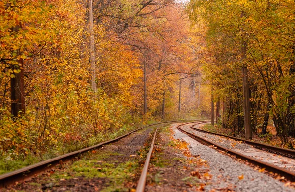 sonbahar orman hangi arasında garip bir tramvay gider 