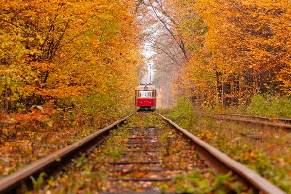 Autumn forest among which goes a strange tram — Stock Photo, Image