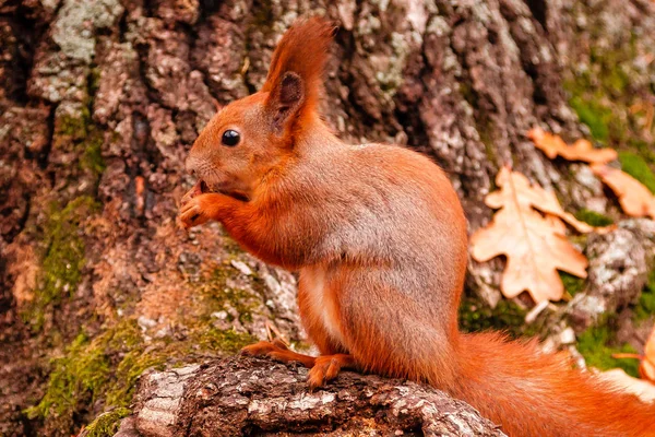 Una hermosa ardilla pelirroja royendo una nuez cerca —  Fotos de Stock