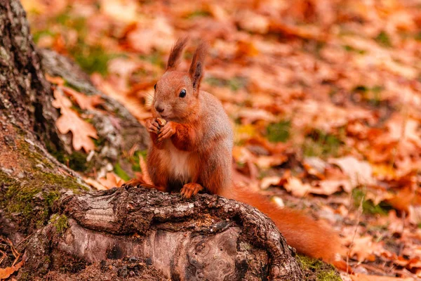 Una hermosa ardilla pelirroja royendo una nuez cerca — Foto de Stock