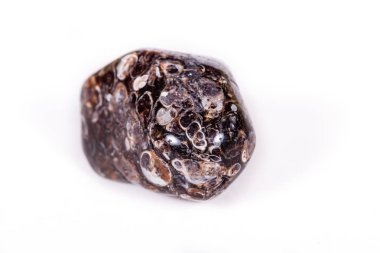 Üzerinde fosilleşmiş kaplumbağaları ile makro mineral akik fosil fosilleşmiş