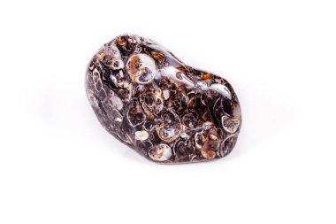 Üzerinde fosilleşmiş kaplumbağaları ile makro mineral akik fosil fosilleşmiş