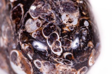 Üzerinde fosilleşmiş kaplumbağaları ile makro mineral akik fosil fosilleşmiş