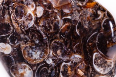 Üzerinde fosilleşmiş kaplumbağaları ile makro mineral akik fosil fosilleşmiş