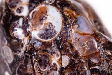 Üzerinde fosilleşmiş kaplumbağaları ile makro mineral akik fosil fosilleşmiş