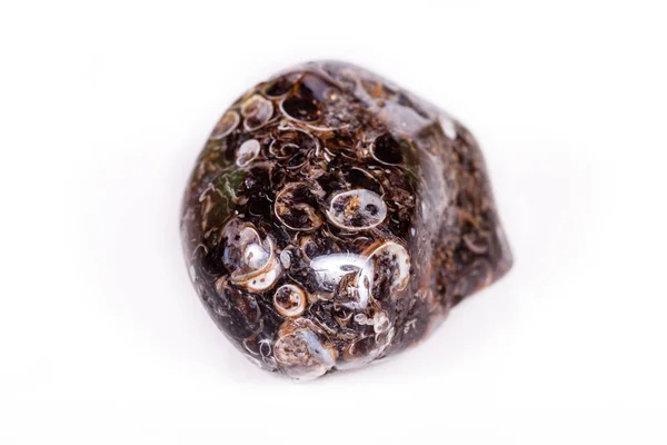 Ορυκτά ορυκτό αχάτη μακροεντολή απολιθωμένα με απολιθωμένα χελώνες σε — Φωτογραφία Αρχείου