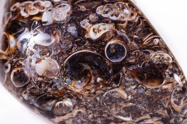 Makro ásványi Achát fosszilis fosszilizálódott a fosszilizálódott teknősök a — Stock Fotó