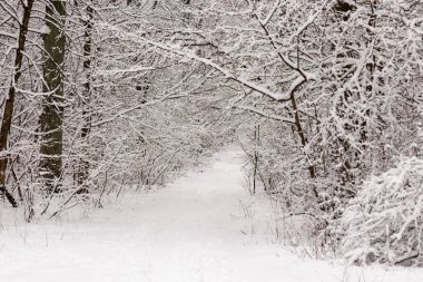 Güzel kış orman ile gittiği yoldan 