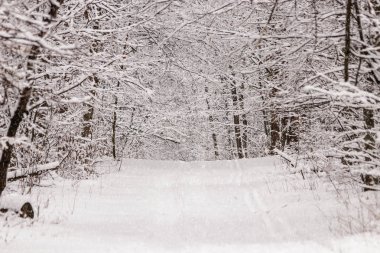 Güzel kış orman ile gittiği yoldan 