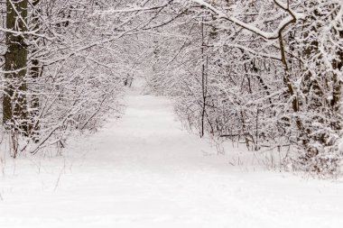 Güzel kış orman ile gittiği yoldan 