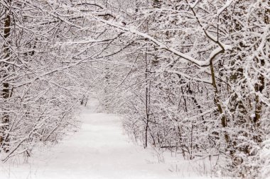 Güzel kış orman ile gittiği yoldan 