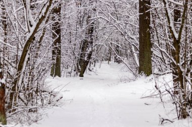 Güzel kış orman ile gittiği yoldan 