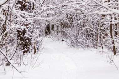 Güzel kış orman ile gittiği yoldan 