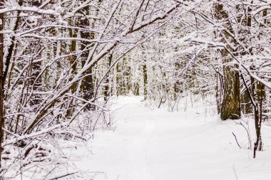 Güzel kış orman ile gittiği yoldan 