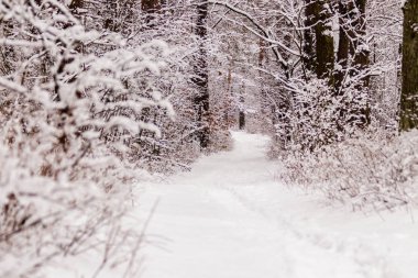 Güzel kış orman ile gittiği yoldan 