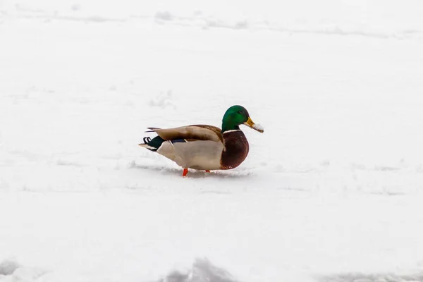 Enten und Erpel laufen auf Schnee und auf einem zugefrorenen See — Stockfoto