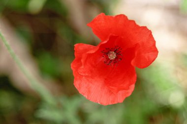 wonderful red poppies in green grass 