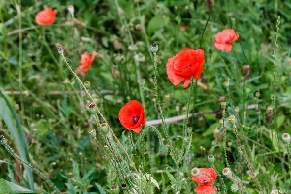 Wonderful red poppies in green grass — Stock Photo, Image