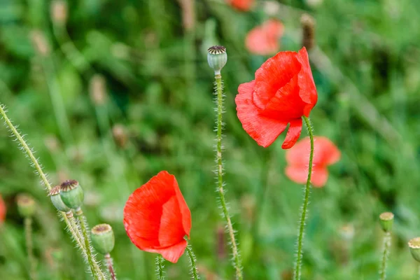 Maravillosas amapolas rojas en hierba verde — Foto de Stock