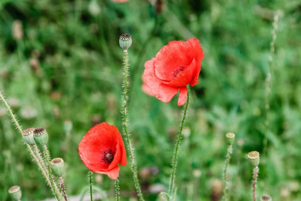 Maravillosas amapolas rojas en hierba verde — Foto de Stock