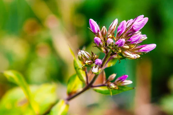 Pequenos botões de flores lilás na grama verde — Fotografia de Stock