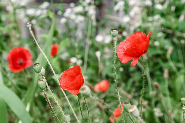 Wonderful red poppies in green grass — Stock Fotó